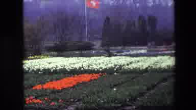 Brussels Belgium (1967): Flags In Flower Field Near Trees