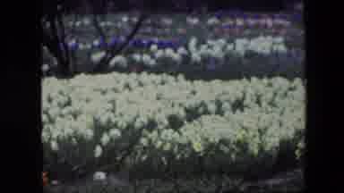 Brussels Belgium (1967): A Large Field Of Flowers Of Varying Colors