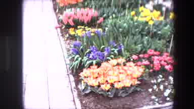 Brussels Belgium (1967): Blooming Flowers Make A Beautiful Garden Scene