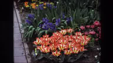 Brussels Belgium (1967): Orange And White Tiger Lilies With Yellow Centers In A
