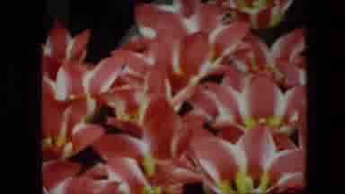 Brussels Belgium (1967): Tropical Vermillion Flowers