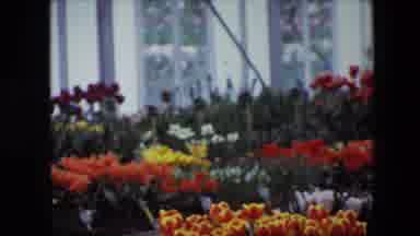 Brussels Belgium (1967): Large Floral Shop With Multi-Colored Flowers Set Out In