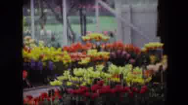 Brussels Belgium (1967): A Beautiful And Colorful Array Of Tulips In Full Bloom In