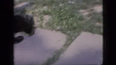 Iowa USA (1967): Dogs Frolicking Around The Yard