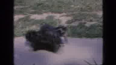 Iowa USA (1967): A Pair Of Little Hairy Dogs Play On A Sidewalk As A Big Dog Steps