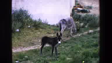 Palermo Italy (1967): Donkey In The Grass