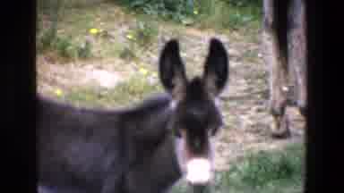 Palermo Italy (1967): Donkey Chewing Grass In What Appears To Be An Exhibit