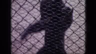 Branson Missouri USA (1968): Young Bear Upright Behind Zoo Fence Monkey Climbs