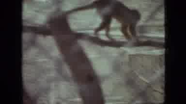 Branson Missouri USA (1968): Monkey In A Zoo Cage, A Family That Walks Around