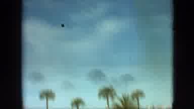 Branson Missouri USA (1968): Palm Trees Warm Climate Rural City Area Old Style