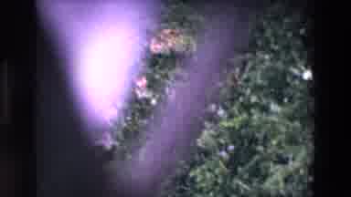 Ireland (1969): Wild Crow Flapping Wings Above Cliff Branches Near Gray Sky