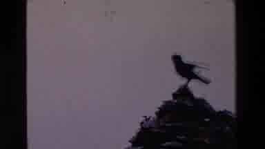 Ireland (1969): Bird Sitting On Rocks