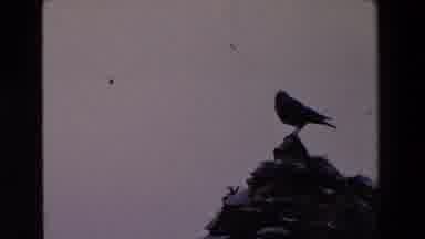 Ireland (1969): A Castle And A Bird Perched On A Branch