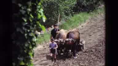 Loudes France (1969): Boy Leading Yoked Oxen As They Plowing The Ground