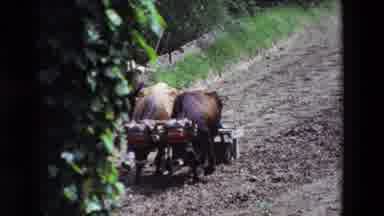 Loudes France (1969): Boy Leading A Pair Of Oxen Ploughing A Field