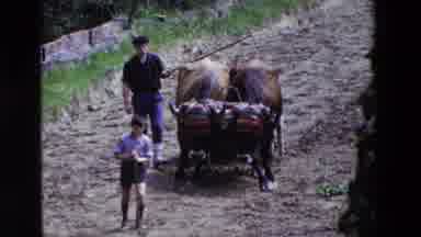 Loudes France (1969): Son And Father Working In The Field With Their Ox And Plow