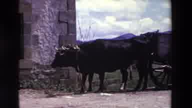 SPAIN VINEYARDS-1969: Ox And His Wagon