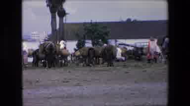 Algeria (1971): Free Roaming Cattle On The Farm