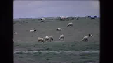 Algeria (1971): Sheep Grazing In A Field