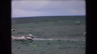 Algeria (1971): Sheeps Into The Wild