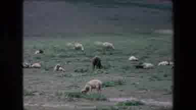 Algeria (1971): Basking In The Sun