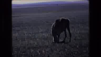 Algeria (1971): People And Camel In Desert Field Working