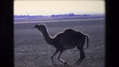 Algeria (1971): Mother And Baby Camel