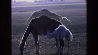 Algeria (1971): The Camel In The Desert Suckling His Small, Fragile Cub In The
