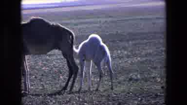 Algeria (1971): Infant Camel Nursing From Mother Camel