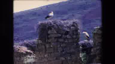 ALGERIA-1971: Storks Perched On Stone Ruin With Nest On Hillside
