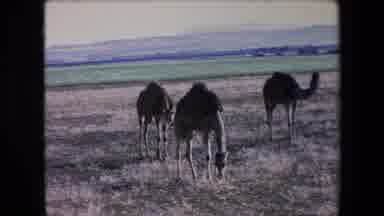 Algeria (1971): Camels Graze In A Field With Mountains Behind Them In The Distance