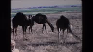 Algeria (1971): Camels In The Field Feeding