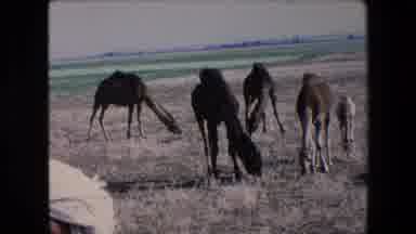 Algeria (1971): Camels Eating Grass On A Flat Landscape Egypt Man In Front