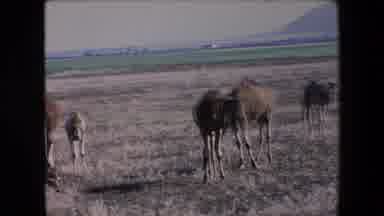 Algeria (1971): Camels Grazing In An Open Field