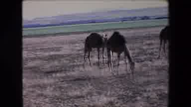 Algeria (1971): Dinner Time For Camel Eating