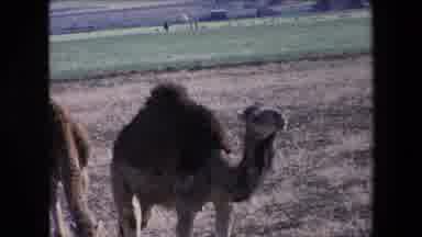 Algeria (1971): Camels In Pasture Grazing 2 Men- One Wearing A Turban And One