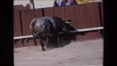 Barcelona Spain (1971): Bull Running Around