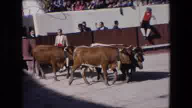 Barcelona Spain (1971): Bulls Being Released Into A Ring