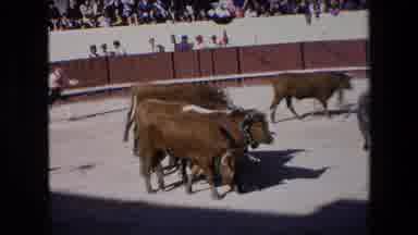 Barcelona Spain (1971): Bulls Running Near Men Stadium
