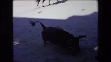 Barcelona Spain (1971): Black Bull In A Bullring Is Wounded And Quite Agitated