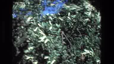 Tel Aviv Israel (1972): Kid In Trees With Wind Blowing
