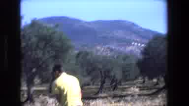 TEL AVIV ISRAEL-1972: Man in Yellow Shirt Farming Olive Orchard with Mountains