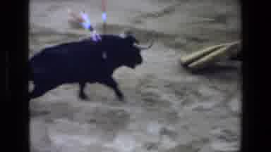 Mazatlan Mexico (1972): The Bull That Was Left Standing Alone In The Ring