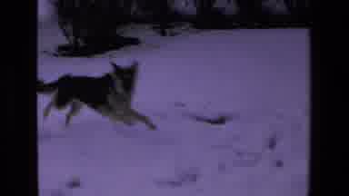 Mazatlan Mexico (1972): German Shepherd Running In Snow Near House
