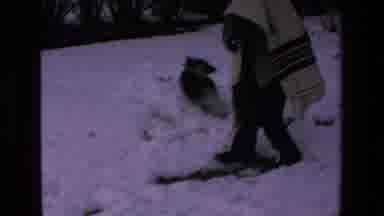 Mazatlan Mexico (1972): Dog Runs Excitedly In The Snow