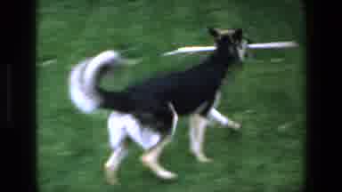 Mazatlan Mexico (1972): Dog Walking With Stick