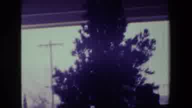 Hollywood California USA (1981): Peacock Bird Free Roaming Zoo Grounds Showing