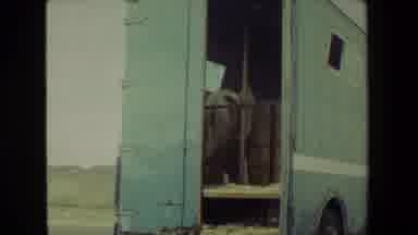 Malibu California USA (1981): Horse In Truck Driving Through A Desert With Cacti