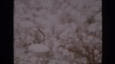 Pennsylvania USA (1958): In The Trees