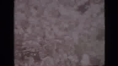 Pennsylvania USA (1958): Flowering Tree In Wind